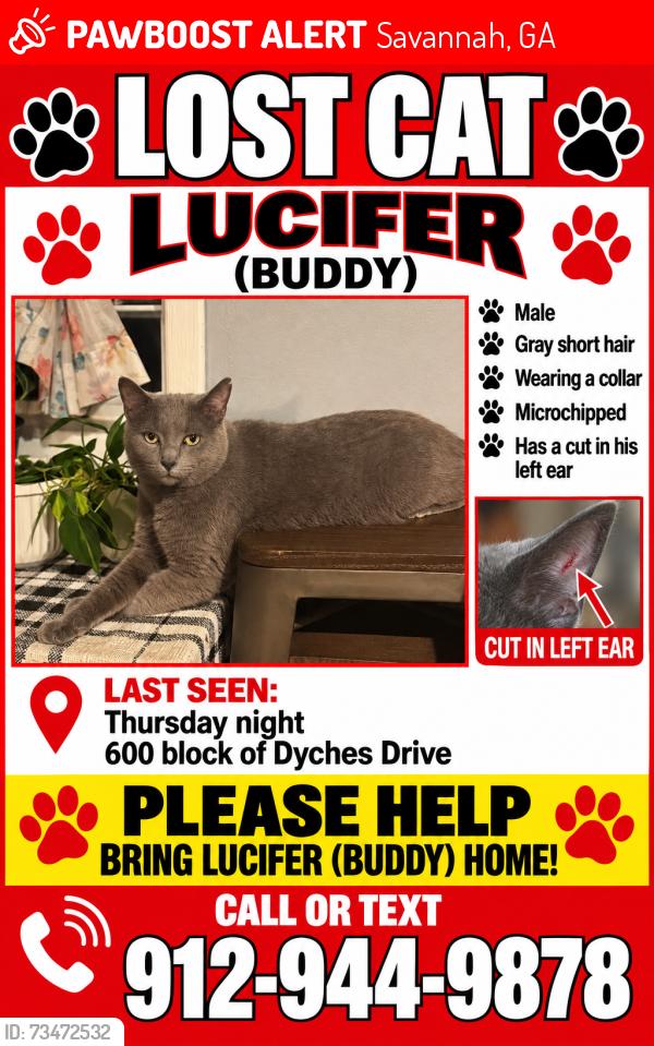 Lost Male Cat last seen Sheridan drive, Savannah, GA 31406