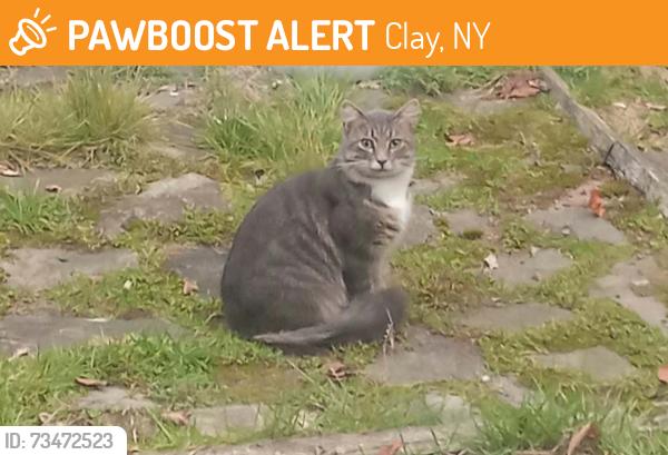 Found/Stray Unknown Cat last seen Oneida River Park Drive, Clay, NY 13041