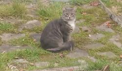 Found/Stray Unknown Cat last seen Oneida River Park Drive, Clay, NY 13041