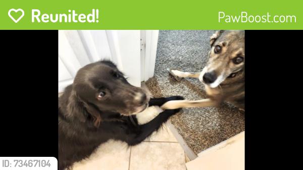 Reunited Unknown Dog last seen Yellow Jacket and Kilpatrick, Cleburne, TX 76033