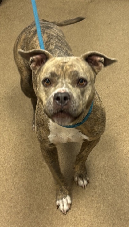 Shelter Stray Female Dog last seen Near Summit Creek Dr, 30083, GA, 3280 Chamblee Dunwoody Rd, Chamblee, GA 30341, USA