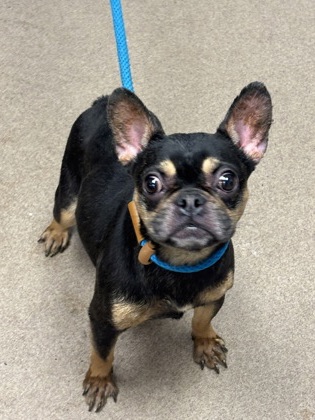 Shelter Stray Female Dog last seen Near Wyndham Park Way Decatur GA 30034, 30034, GA, 3280 Chamblee Dunwoody Rd, Chamblee, GA 30341, USA