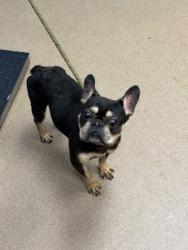 Shelter Stray Male Dog last seen Near Wyndham Park Way Decatur GA 30034, 30034, GA, 3280 Chamblee Dunwoody Rd, Chamblee, GA 30341, USA