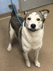 Shelter Stray Male Dog last seen Near Flat Shoals Pkwy, 30034, GA, 3280 Chamblee Dunwoody Rd, Chamblee, GA 30341, USA