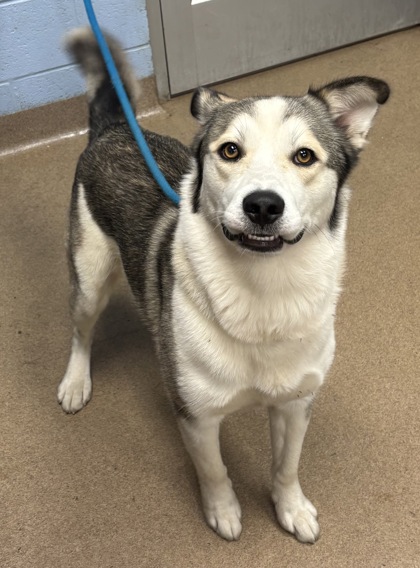 Shelter Stray Male Dog last seen Near Flat Shoals Pkwy, 30034, GA, 3280 Chamblee Dunwoody Rd, Chamblee, GA 30341, USA