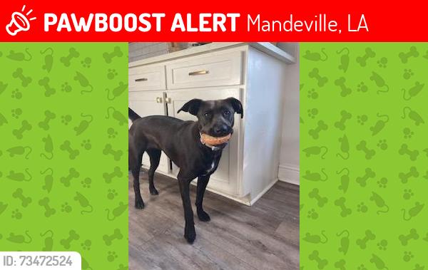 Lost Female Dog last seen Near Henry E. Miners Mandeville, LA, Mandeville, LA 70471