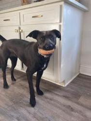 Lost Female Dog last seen Near Henry E. Miners Mandeville, LA, Mandeville, LA 70471