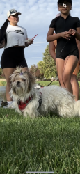 Lost Male Dog last seen Near N Heritage Woods Way, Meridian, ID 83646