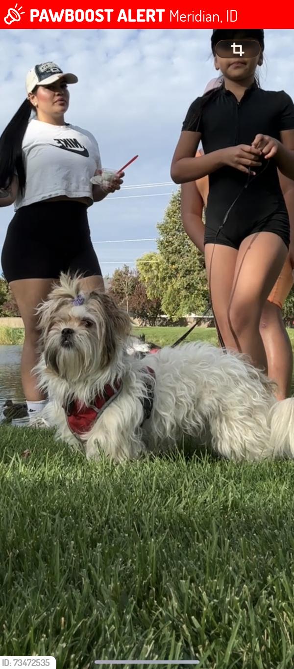 Lost Male Dog last seen Near N Heritage Woods Way, Meridian, ID 83646