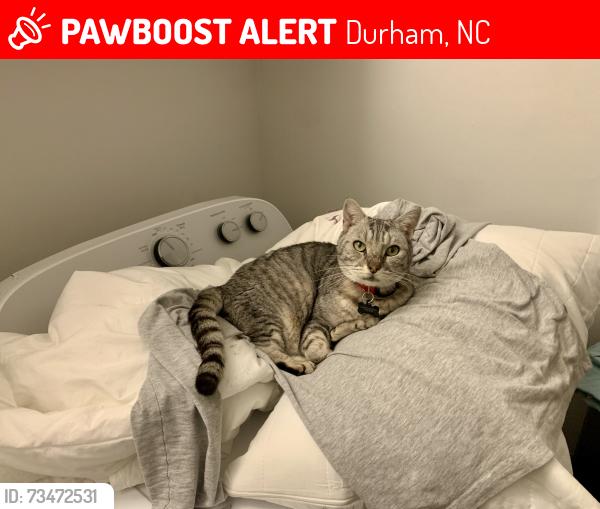 Lost Male Cat last seen Driver Street and Liberty Street intersection, Durham, NC 27703