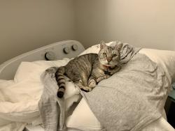 Lost Male Cat last seen Driver Street and Liberty Street intersection, Durham, NC 27703