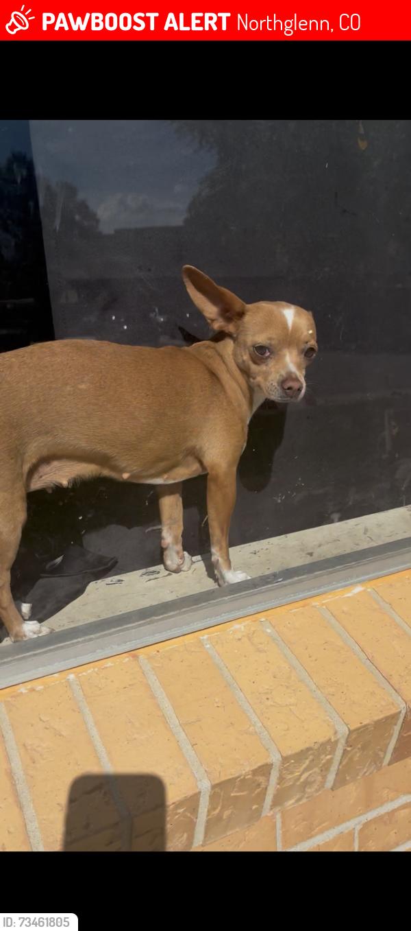 Lost Female Dog last seen Kennedy and Huron, Northglenn, CO 80234