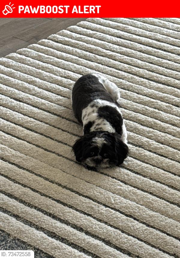 Lost Male Dog last seen Indian Rock Place, Lakewood Ranch, Lakewood Ranch, FL 34211