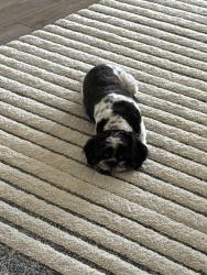 Lost Male Dog last seen Indian Rock Place, Lakewood Ranch, Lakewood Ranch, FL 34211