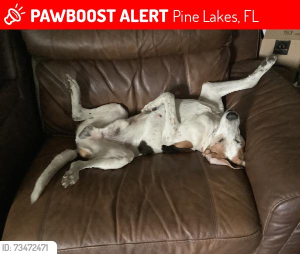 Lost Male Dog last seen Scrub Oak lane & Holly Branch Road, Pine Lakes, FL 32736