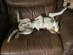 Lost Male Dog last seen Scrub Oak lane & Holly Branch Road, Pine Lakes, FL 32736