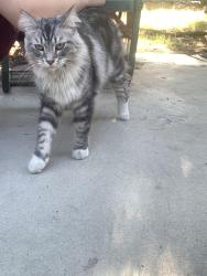Found/Stray Unknown Cat last seen Miller & Locust, Fontana, CA 92336
