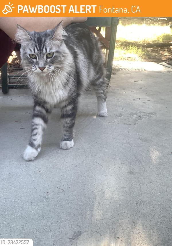 Found/Stray Unknown Cat last seen Miller & Locust, Fontana, CA 92336