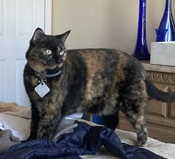 Lost Female Cat last seen Locust ave, Howell Township, NJ 07731