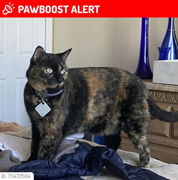 Lost Female Cat last seen Locust ave, Howell Township, NJ 07731
