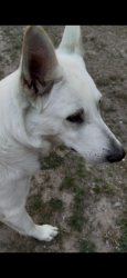 Lost Female Dog last seen Fairfield and liberty, High Point, NC 27263