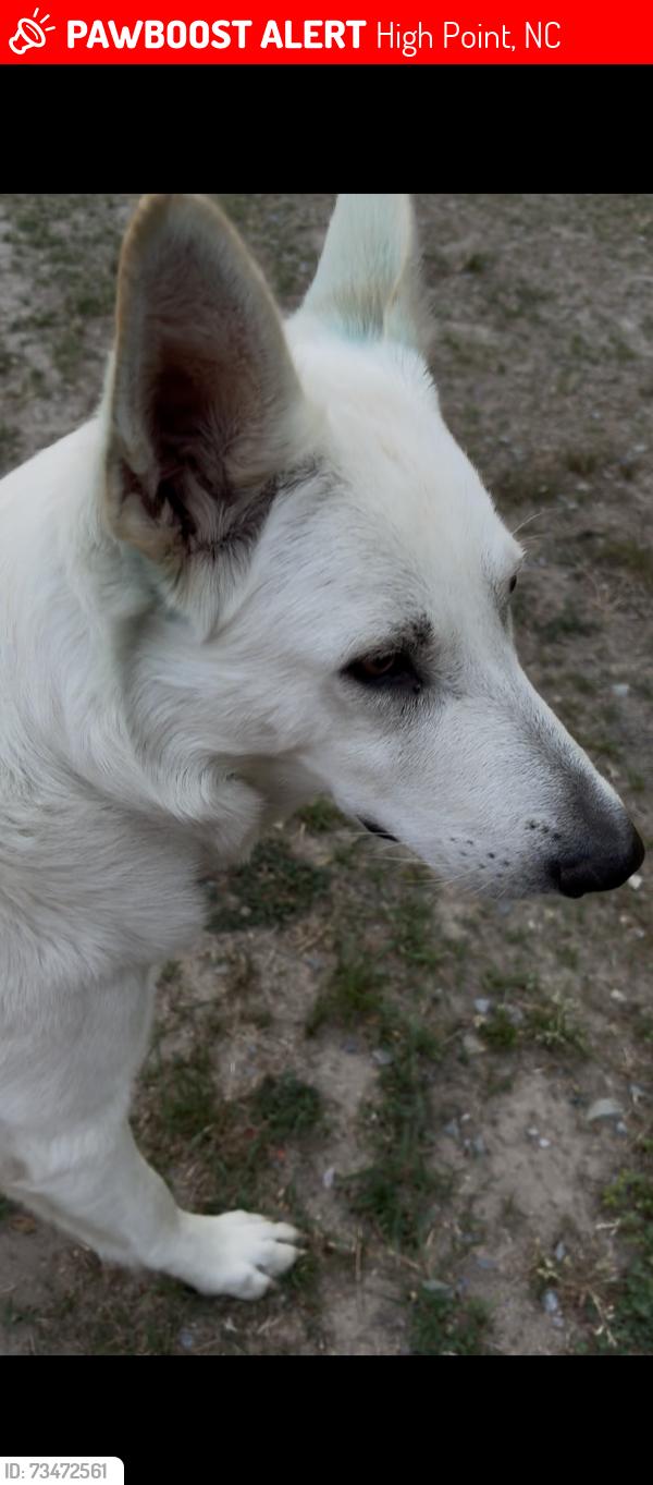 Lost Female Dog last seen Fairfield and liberty, High Point, NC 27263