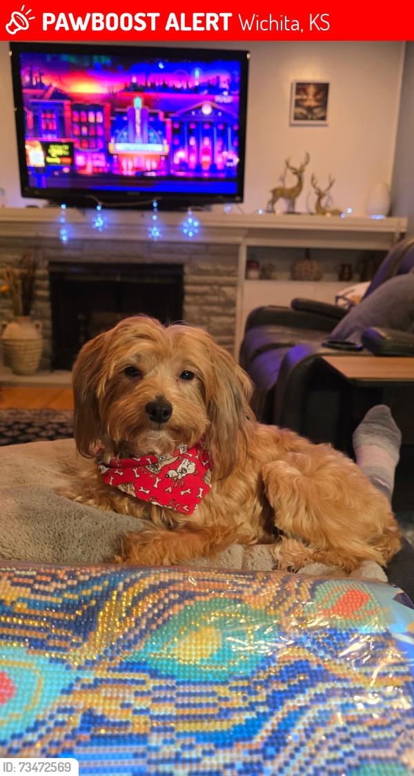 Lost Female Dog last seen 16th and Sheridan, Wichita, KS 67203