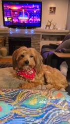 Lost Female Dog last seen 16th and Sheridan, Wichita, KS 67203