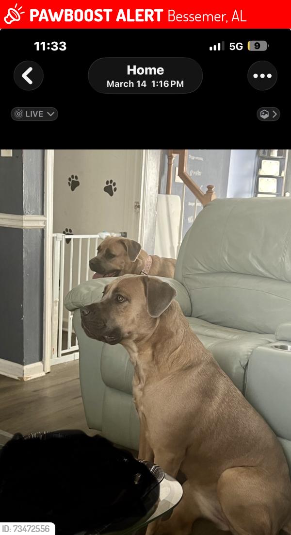 Lost Female Dog last seen Near 5th Avenue n Bessemer al 35020, Bessemer, AL 35020