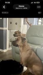 Lost Female Dog last seen Near 5th Avenue n Bessemer al 35020, Bessemer, AL 35020