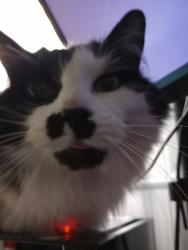 Lost Female Cat last seen 67th and bedford ave, Omaha, NE 68104