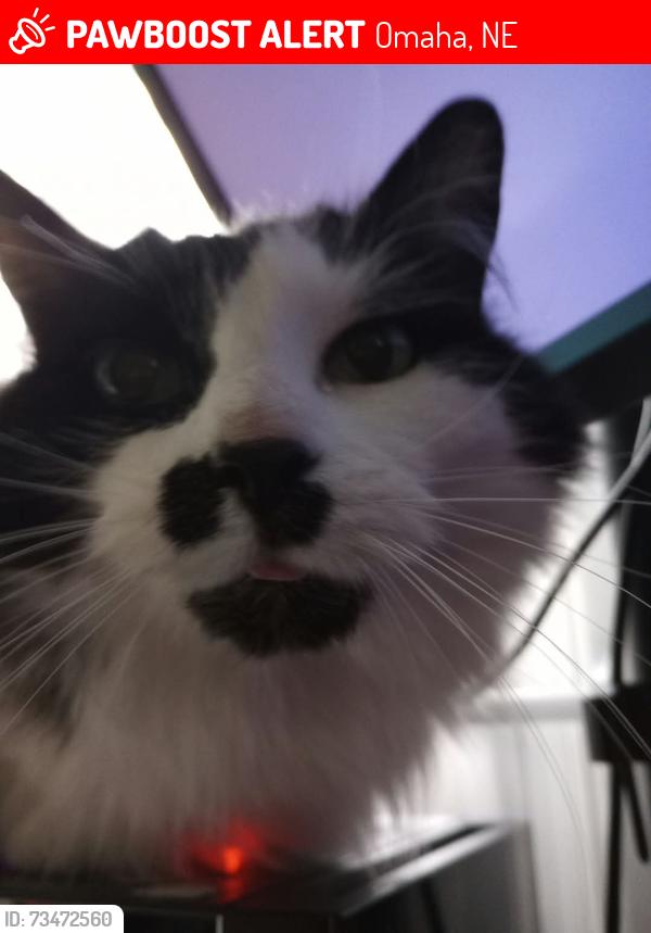 Lost Female Cat last seen 67th and bedford ave, Omaha, NE 68104