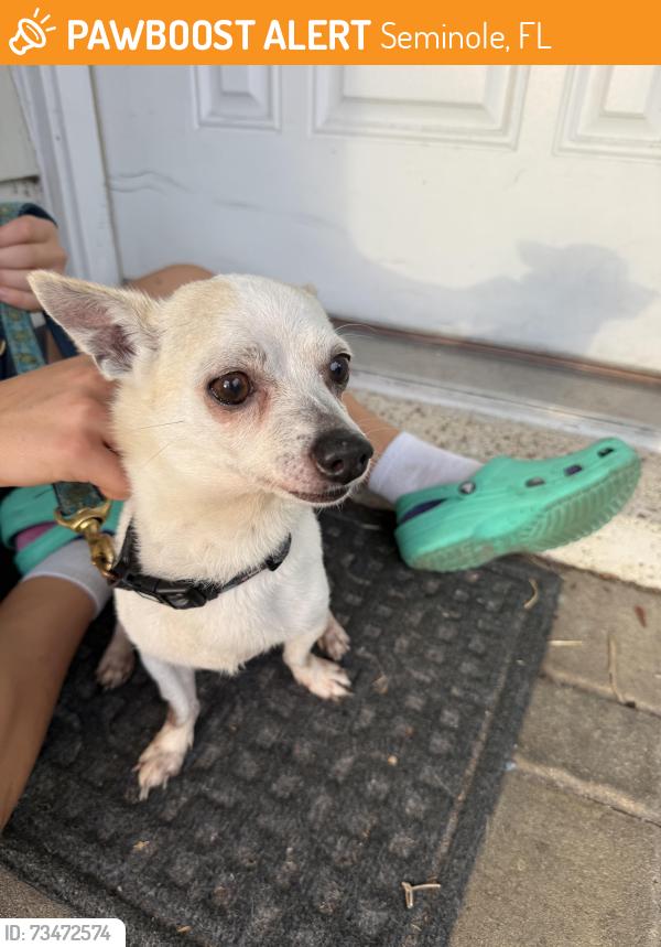 Found/Stray Male Dog last seen 125th st seminole, Seminole, FL 33776