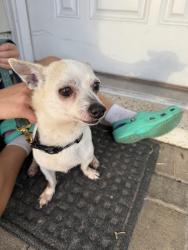 Found/Stray Male Dog last seen 125th st seminole, Seminole, FL 33776