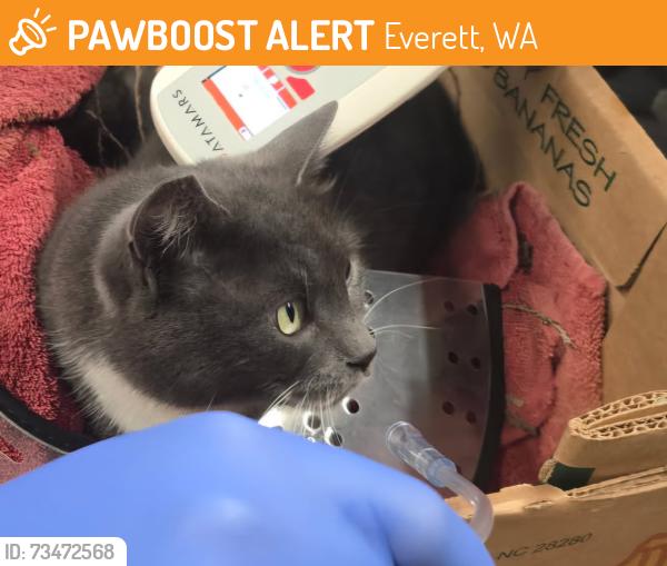 Found/Stray Unknown Cat last seen 116th st sw /Silver Way, Everett, Everett, WA 98208