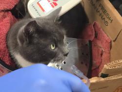 Found/Stray Unknown Cat last seen 116th st sw /Silver Way, Everett, Everett, WA 98208