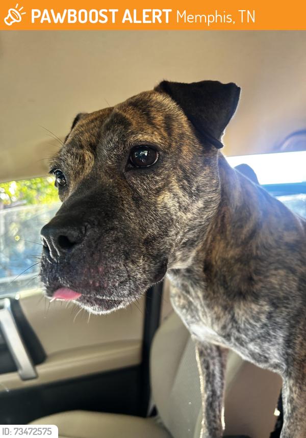Found/Stray Female Dog last seen Colonial by target, Memphis, TN 38117