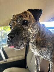 Found/Stray Female Dog last seen Colonial by target, Memphis, TN 38117