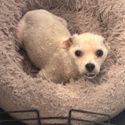 Lost Male Dog last seen Floyd Bradford rd, Trussville, AL 35173
