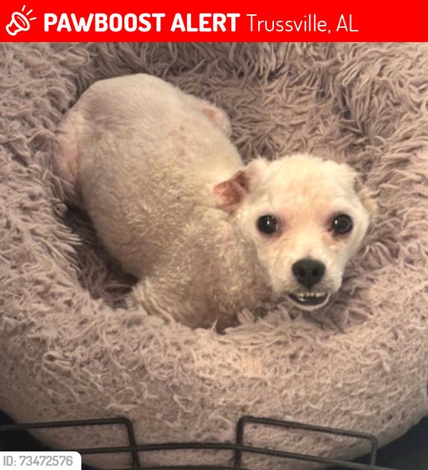 Lost Male Dog last seen Floyd Bradford rd, Trussville, AL 35173