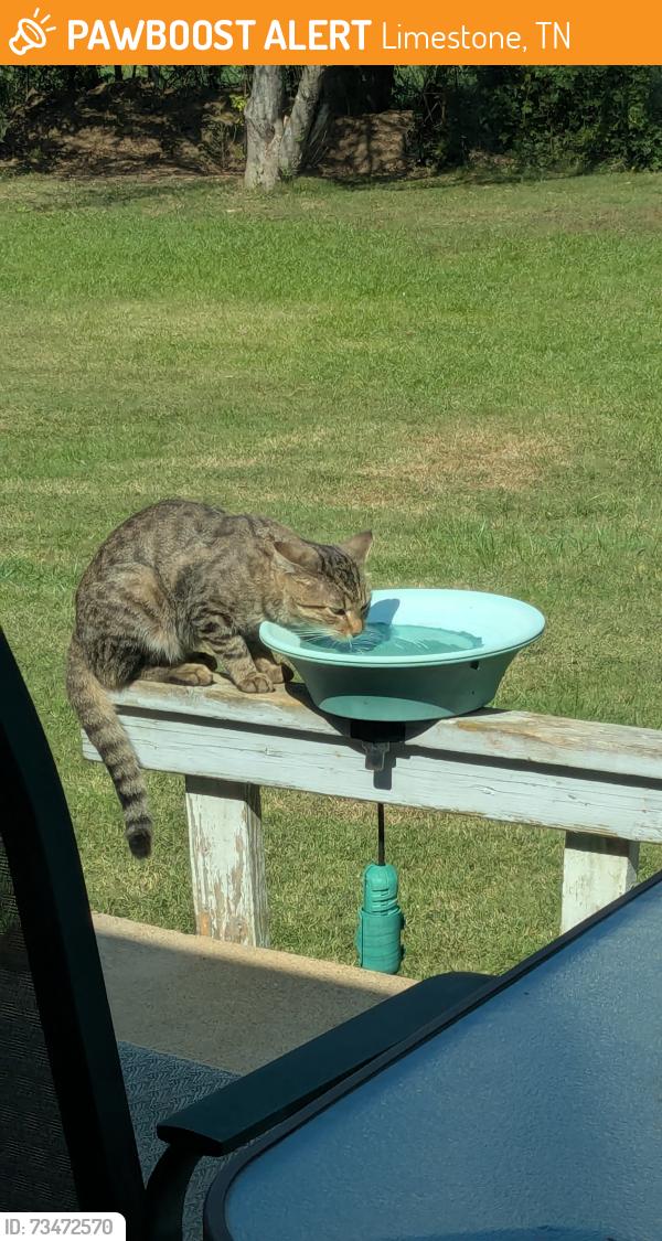 Found/Stray Male Cat last seen Near Bailey Bridge Rd, Limestone, TN 37681