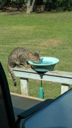 Found/Stray Male Cat last seen Near Bailey Bridge Rd, Limestone, TN 37681