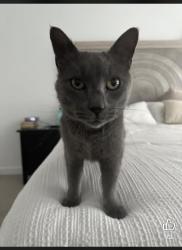 Reunited Male Cat last seen Haviture, South Jordan, UT 84009