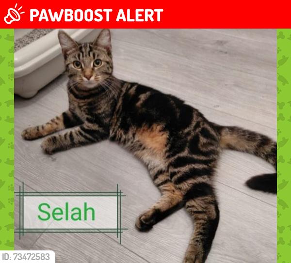 Lost Female Cat last seen Near landor road, Greater London, England SW9 9RT