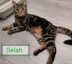 Lost Female Cat last seen Near landor road, Greater London, England SW9 9RT