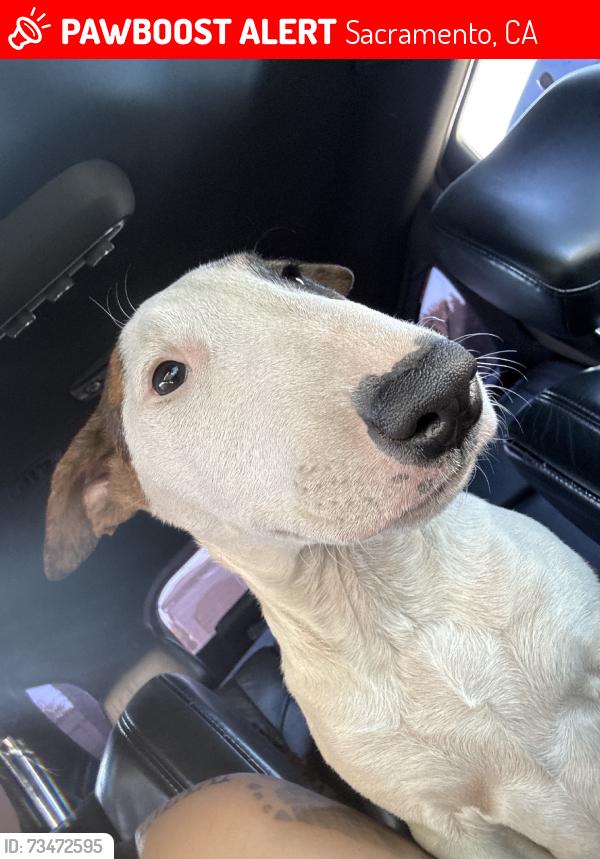 Lost Female Dog last seen Florin and power inn , florin and stockton., Sacramento, CA 95828