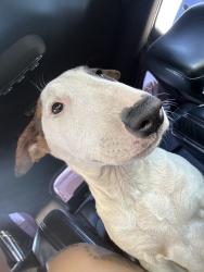 Lost Female Dog last seen Florin and power inn , florin and stockton., Sacramento, CA 95828