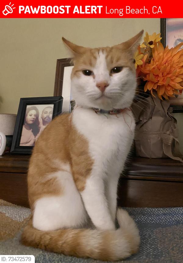 Lost Male Cat last seen 68th way, Long Beach, CA 90805