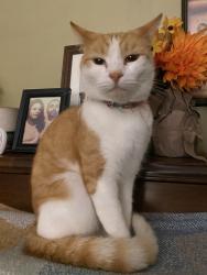 Lost Male Cat last seen 68th way, Long Beach, CA 90805