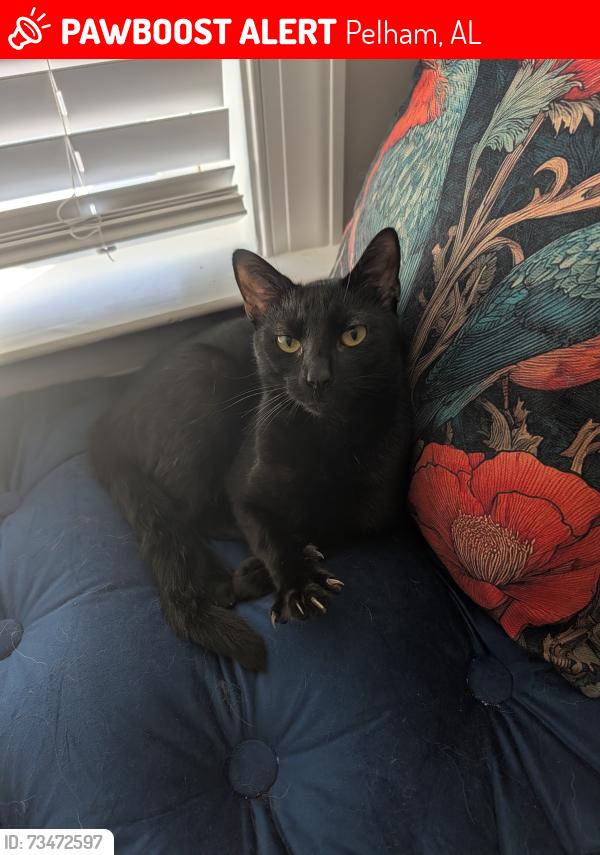 Lost Male Cat last seen Simms Landing, Pelham, AL 35124